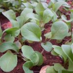 Rocket salad
