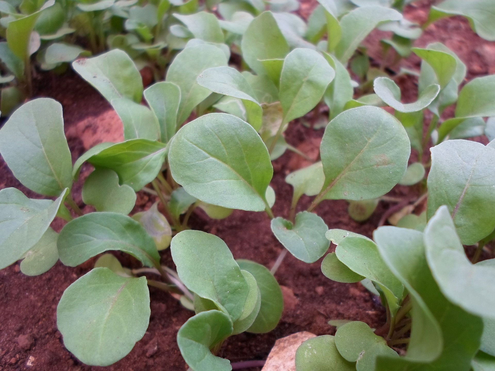 Rucola