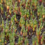 Salicornia - Foto di Ylloh