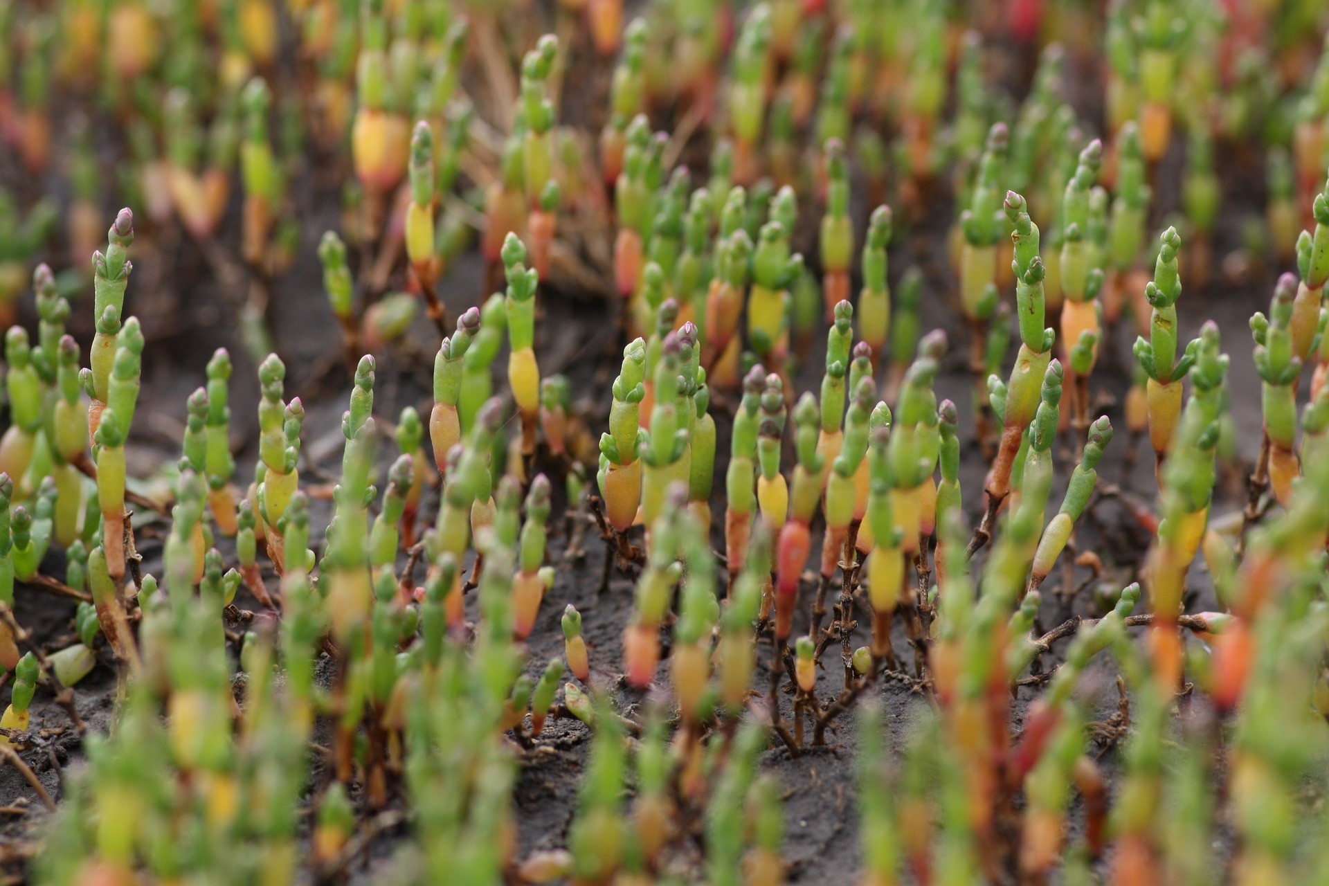Salicornia - Foto di Ylloh