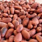 Semi di cacao