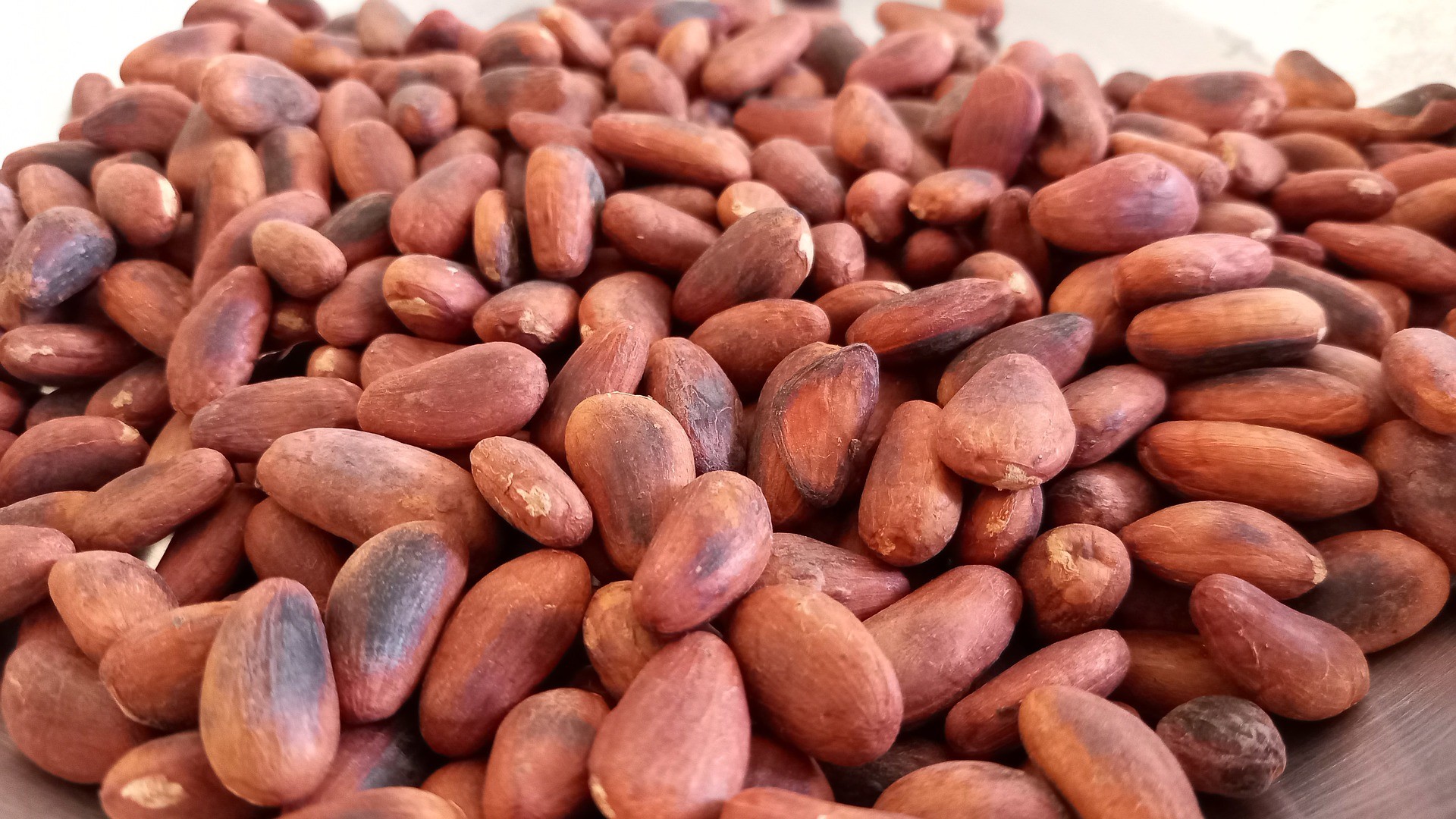 Semi di cacao