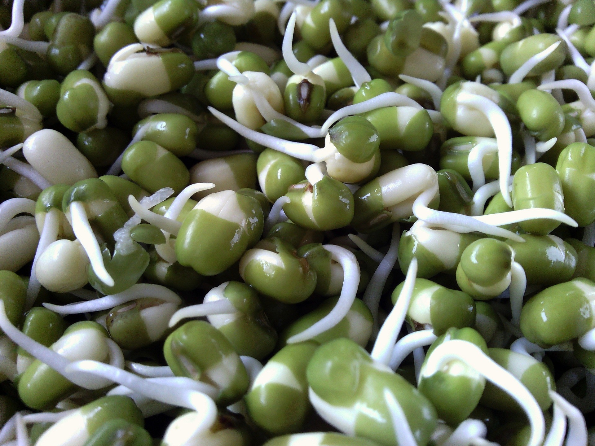 Semi germogliati