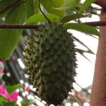 Soursop - Foto di Alida Ferreira