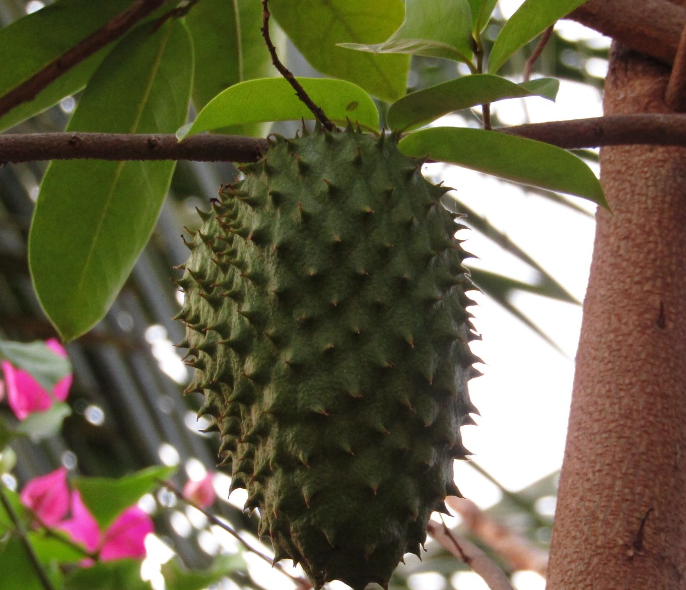Soursop - Foto di Alida Ferreira