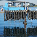 Allevamento della cozza nera di Taranto - Foto di Marco Amatimaggio