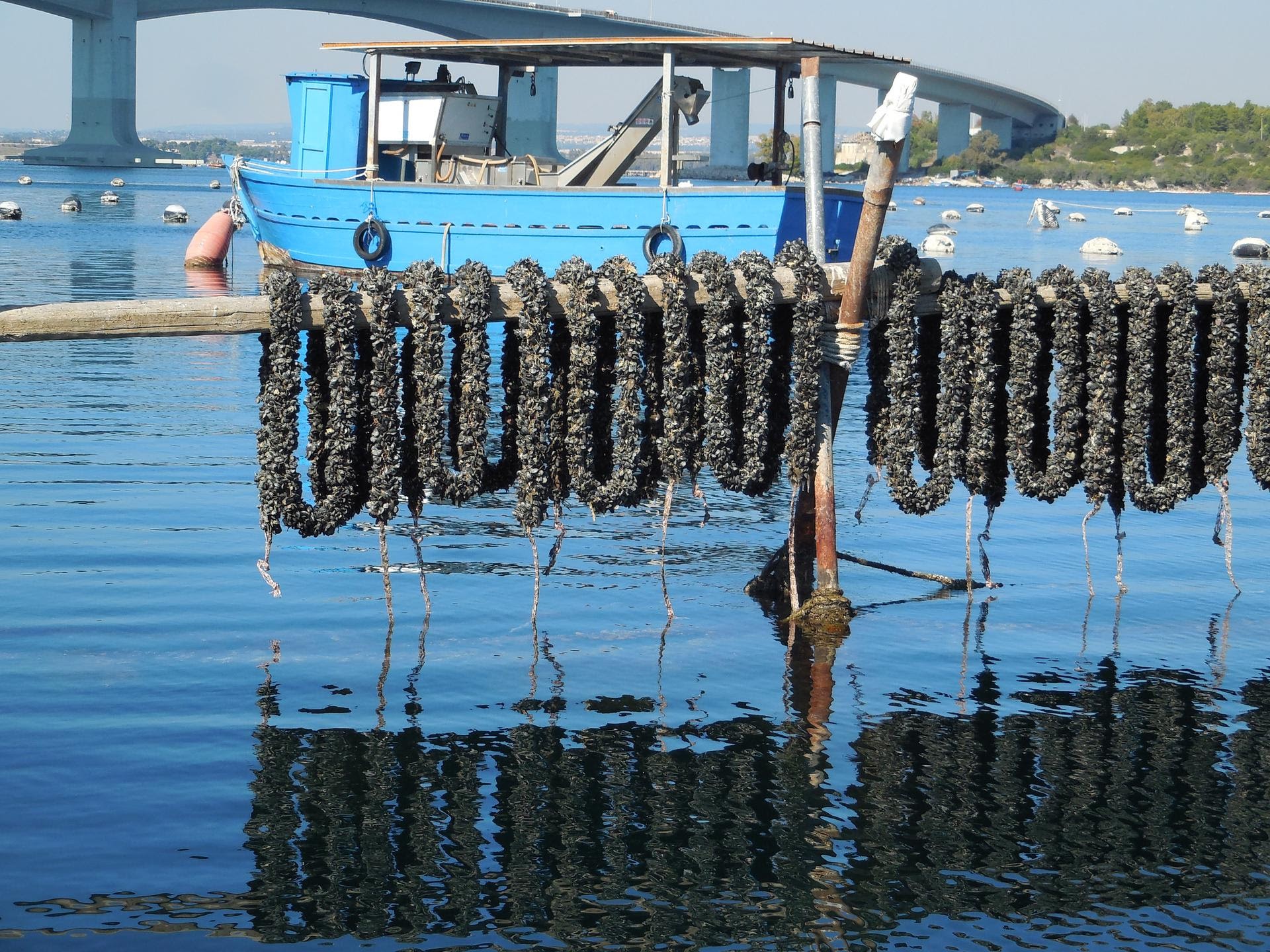 Allevamento della cozza nera di Taranto - Foto di Marco Amatimaggio