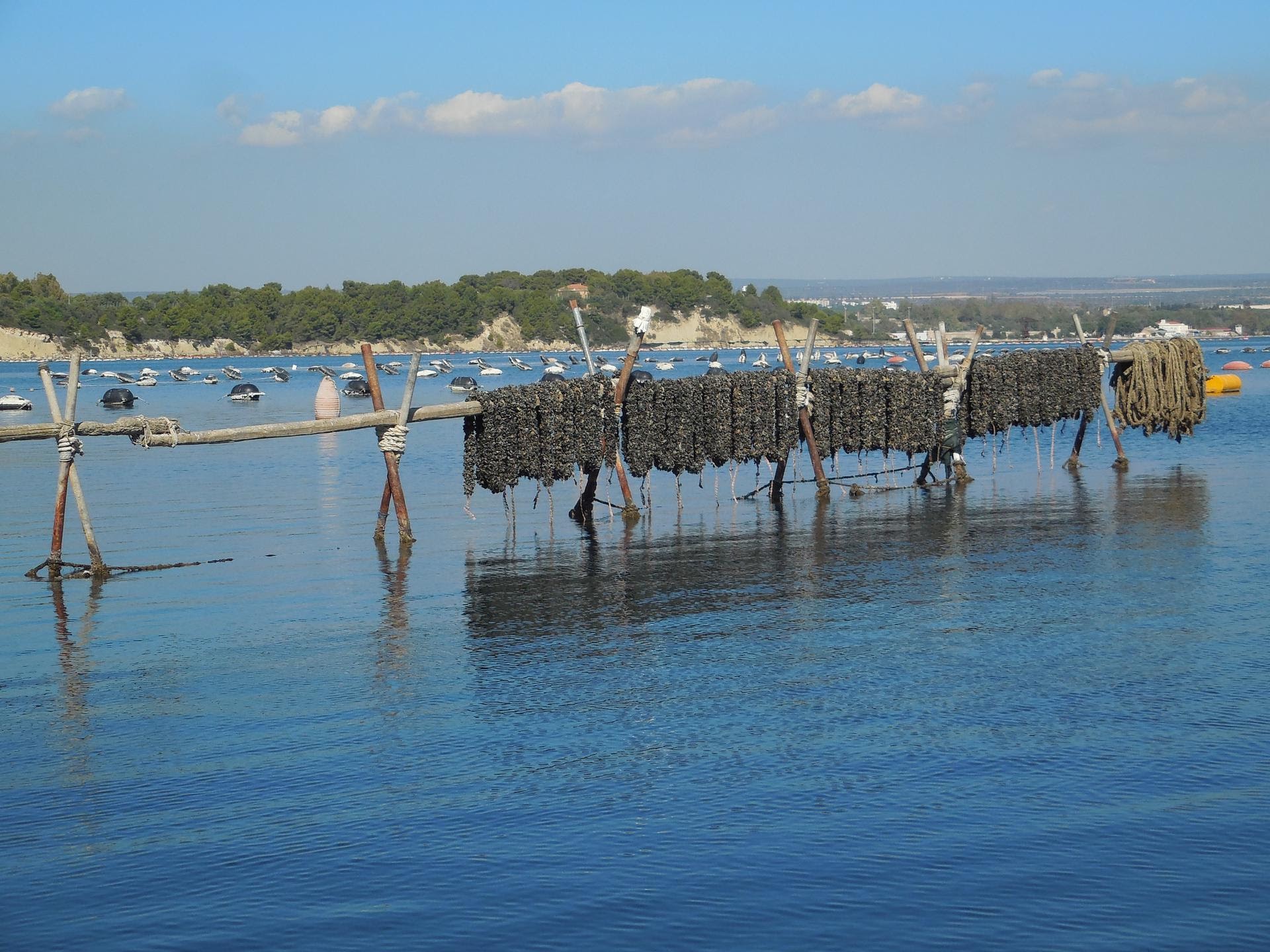 Cozza nera di Taranto