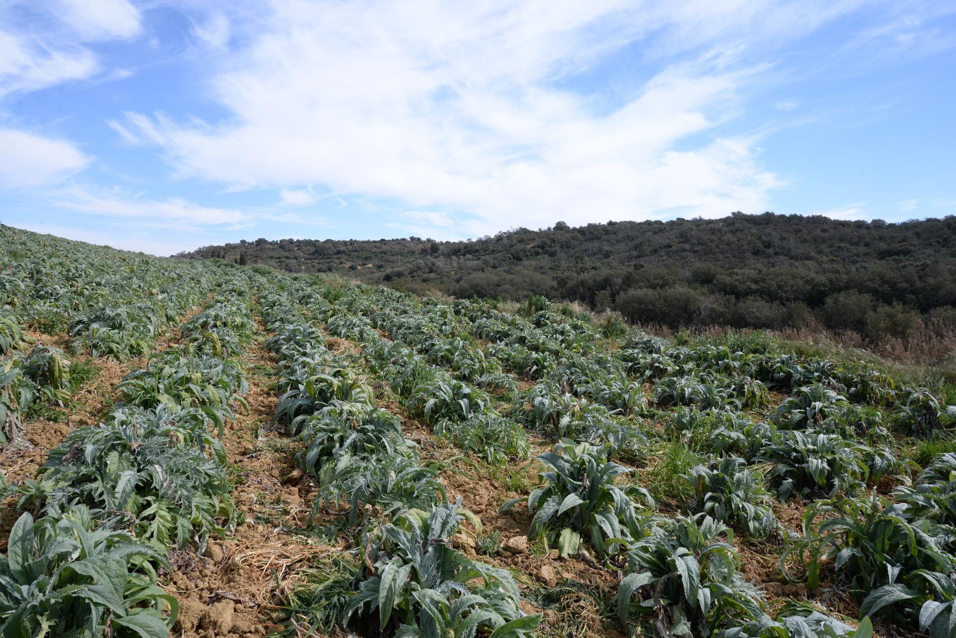I campi coltivati nelle campagne di Niscemi - Foto dall'Archivio Slow Food
