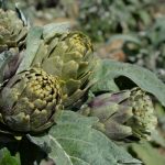 Il carciofo di Niscemi, Presidio Slow Food. Foto dall'Archivio Slow Food