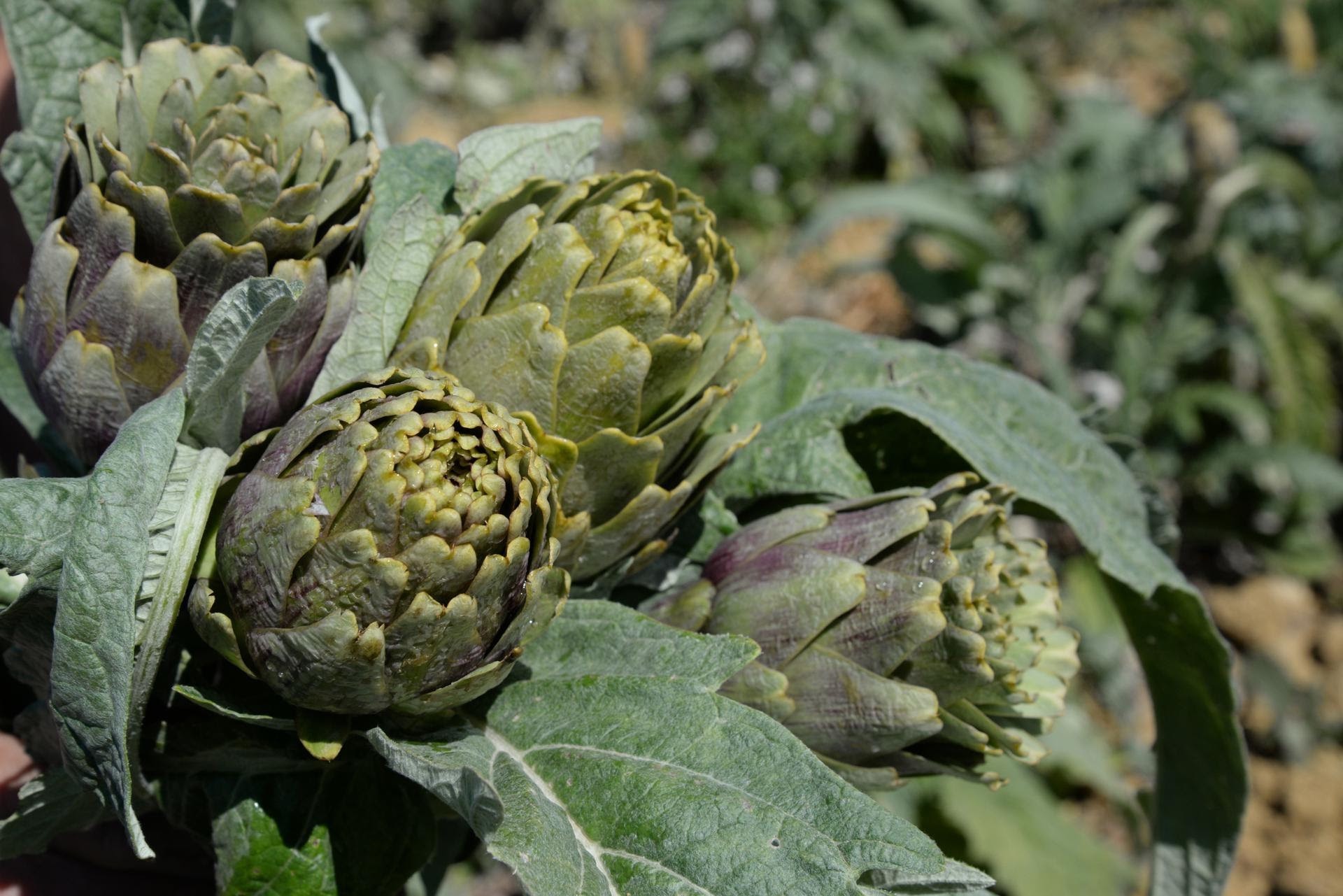 Il carciofo di Niscemi, Presidio Slow Food. Foto dall'Archivio Slow Food