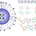 Aminoacidi essenziali e non essenziali: qual è la differenza?