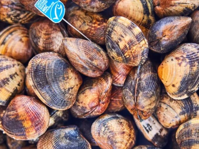 Vongole certificate MSC