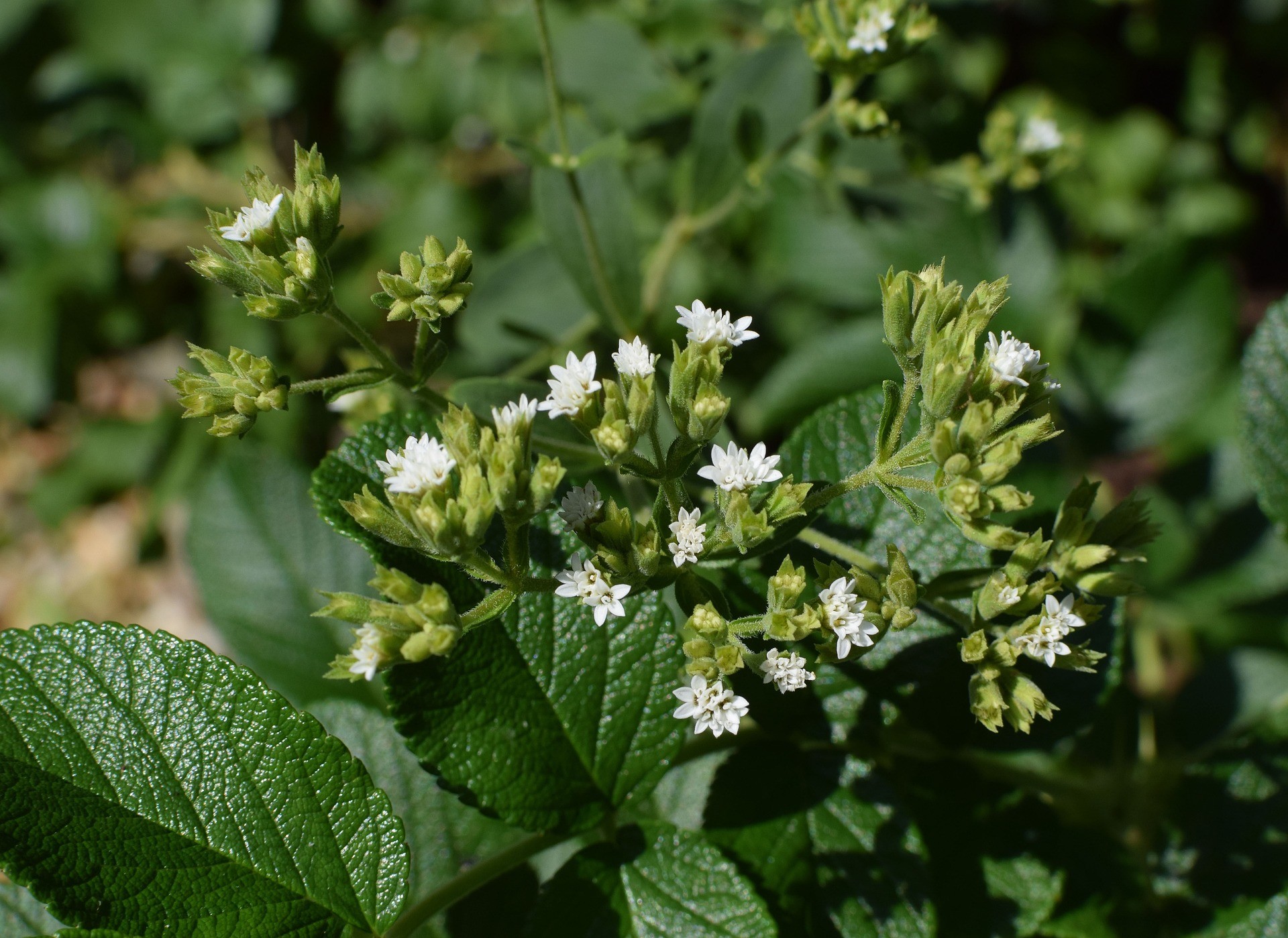Stevia flowers - Photo by Jan Haerer