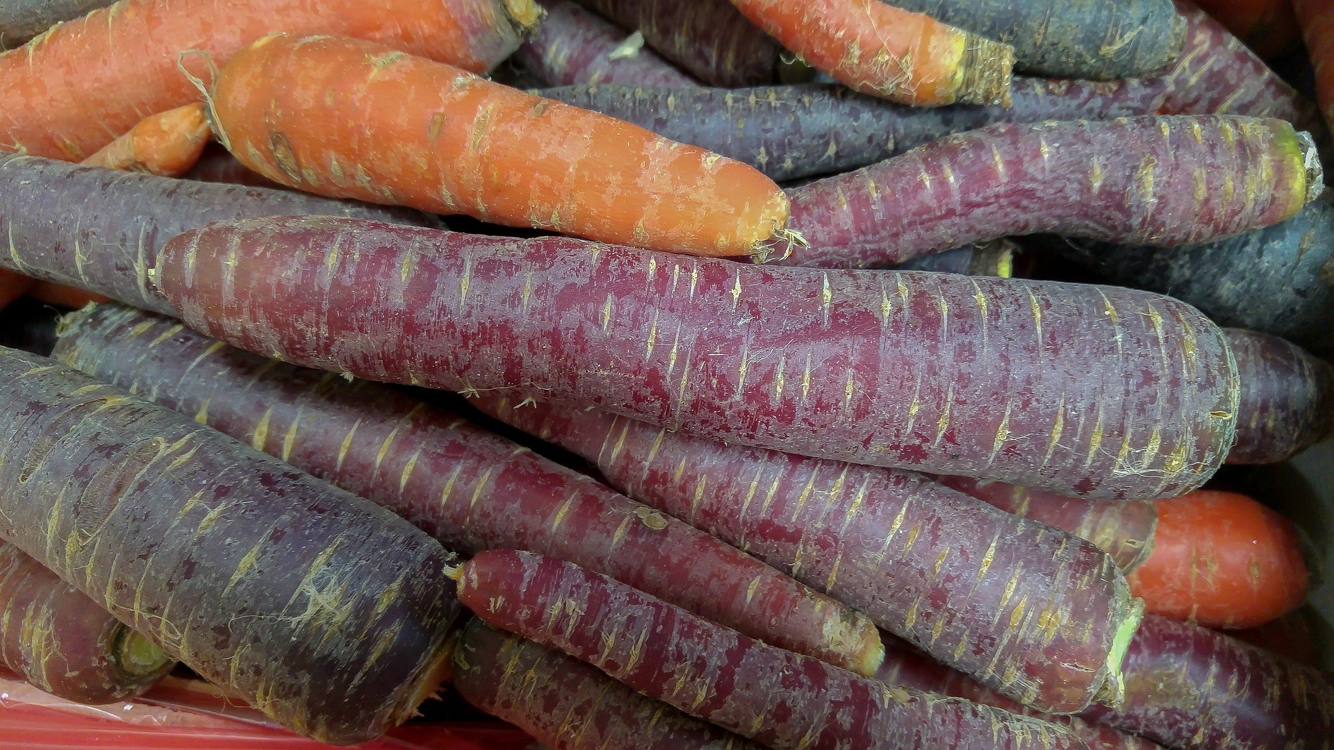 Varietà di carote - Foto Pix
