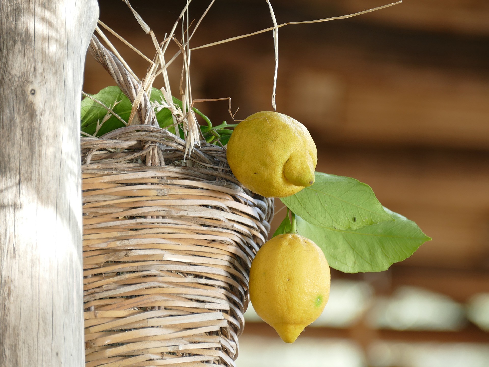 Limoni della costiera - Foto di Luigi Celentano Pix