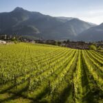 Trentodoc in Città Bologna: oltre 190 etichette di bollicine di montagna a Villa Zarri