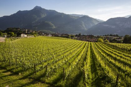 Trentodoc in Città Bologna: oltre 190 etichette di bollicine di montagna a Villa Zarri