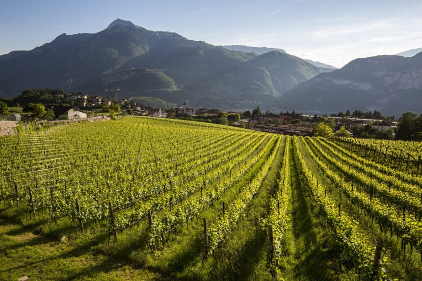 Trentodoc in Città Bologna: oltre 190 etichette di bollicine di montagna a Villa Zarri