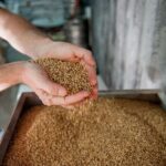 Mani che raccolgono chicchi di orzo maltato durante la produzione della birra.