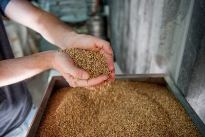 Mani che raccolgono chicchi di orzo maltato durante la produzione della birra.